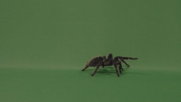 Tarántula de araña peluda grande caminando sobre pantalla verde y defendiendo lanzando pelos — Vídeos de Stock