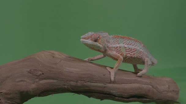 Krásný barevný chameleon sedící na větvi studovat životní prostředí zelená obrazovka v pozadí — Stock video