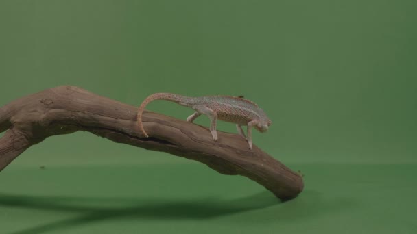 Petit caméléon sur une branche de bambou capturant et mangeant une mouche avec fond vert — Video