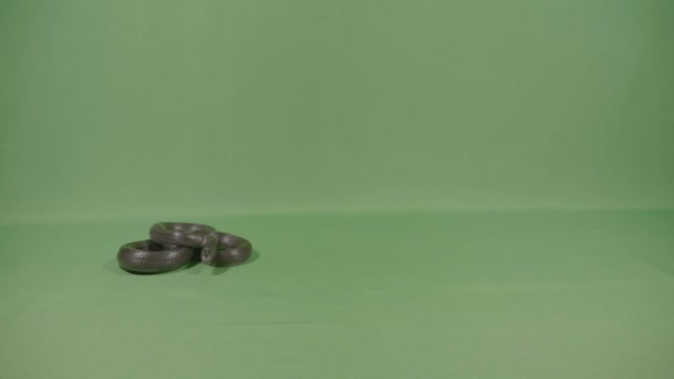 黑蛇蜷缩在绿色的屏幕上嗅闻和移动他的舌头 — 图库视频影像