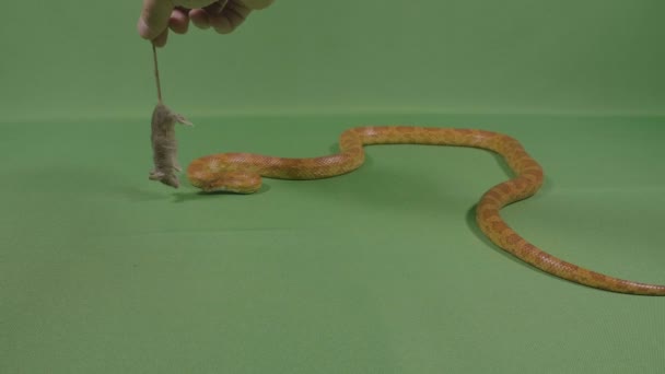 Human hand giving a dead mouse to viper snake to eat — Stock Video