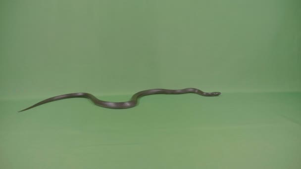 Fascinating snake with black metallic skin crawling against a chroma key background — Stock Video