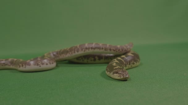 Angsteinflößende Schlange, die bereit ist zuzuschlagen — Stockvideo