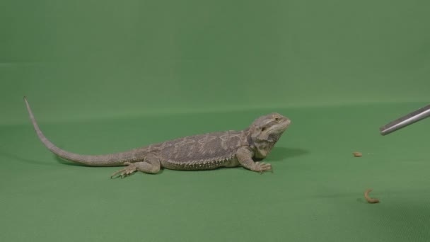 Gusanos dadores humanos para alimentar a reptiles exóticos frente a la pantalla verde — Vídeo de stock