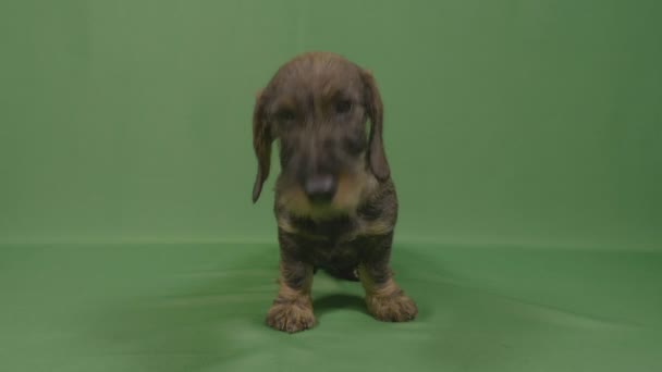 Obedient cute little teckel dog with lovely eyes and fluffy mozzle sitting in green studio and sniffing around — Stock Video
