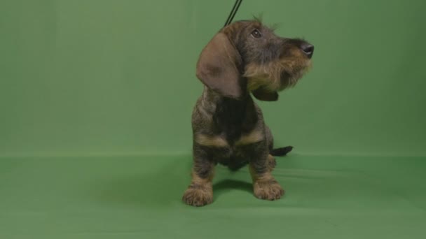 Closeup of curious sniffing wirehaired dachshund puppy dog in leash looking around with green background — Stock Video