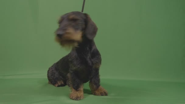 可爱的 wirehaired teckel 小狗的肖像在皮带与绿色背景 — 图库视频影像