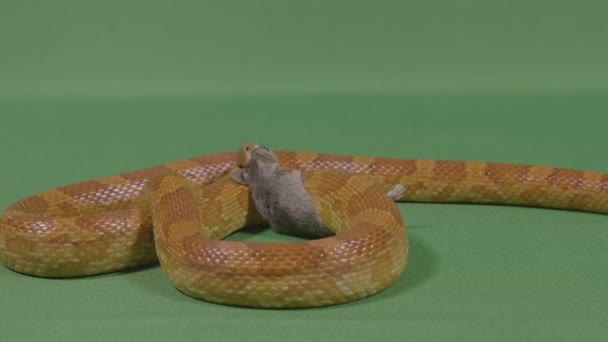 Terrificante serpiente hambrienta devorando a su presa un ratón muerto — Vídeo de stock