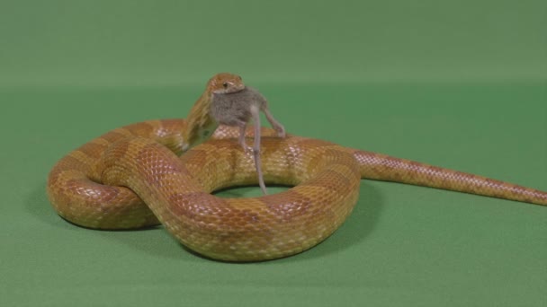 Constrictor veszélyes kígyó nyelési a szegény egér zsákmány, és eszik meg