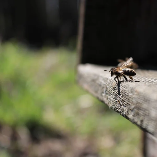 Pszczoły Przy Wejściu Przedniej Gałęzi Wiosna Zbliżenie Stylu Retro Vintage — Zdjęcie stockowe