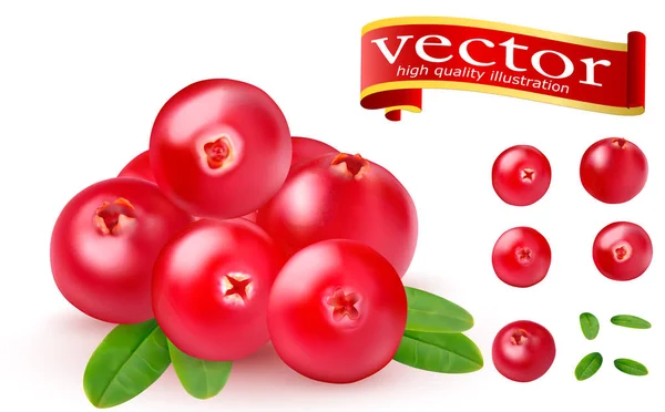 逼真的多汁成熟红色浆果的蔓越莓与绿叶在白色的背景。3d 高细节逼真向量 — 图库矢量图片