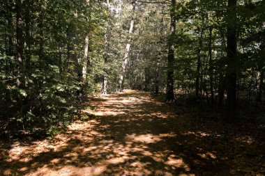 Doğayı, sert ışığı keşfetmek için ağaçlarla uzak patikaları davet etmek 