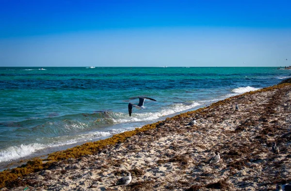 Seagull Vliegen Turquoise Ocean Beach — Stockfoto