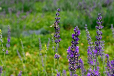 Arı çiçek pollinating lavanta 