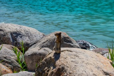 Sincap arka plan olarak bir göl ile kayaların üzerinde duran 