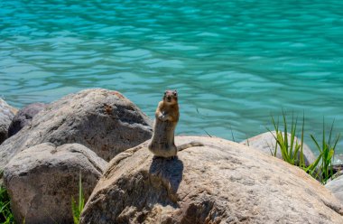 Arka plan olarak bir göl ile kayaların üzerinde duran sincap ön görünümü