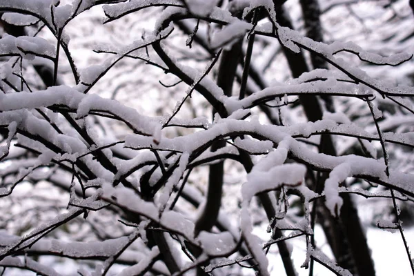 Congelando Chuva Neve Galhos Árvores Após Tempestade Neve — Fotografia de Stock