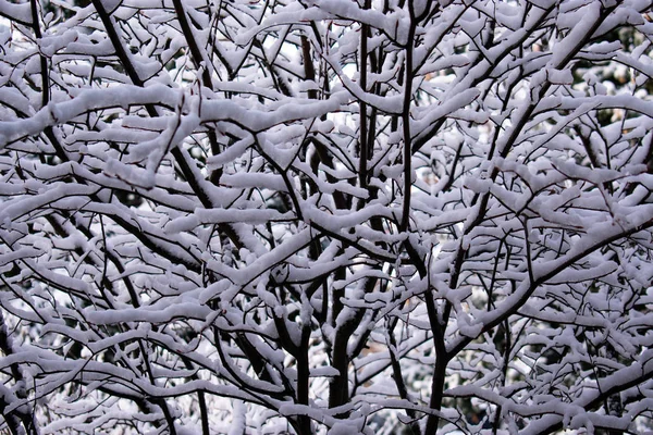 Snow Accumulated Tree Branches Snow Storm Royalty Free Stock Photos