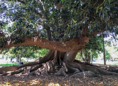 Buenos Aires Arjantin Ombu Ağacı 