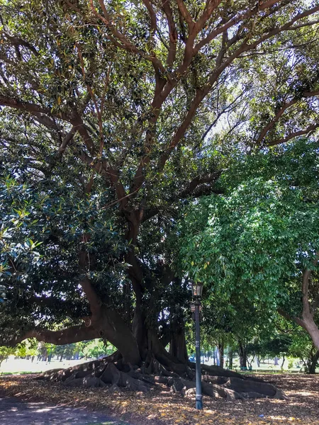 Ombu Arbre Buenos Aires Argentine — Photo