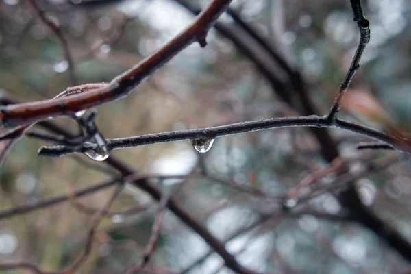 Fermeture Des Gouttes Pluie Sur Les Branches Faible Profondeur Champ — Photo