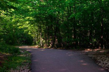 Yeşil ağaçlı yaz patikası