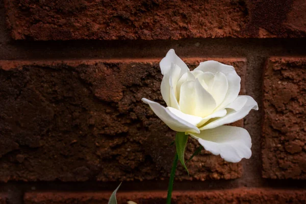 White Rose Brick Background Copy Space — Stock Photo, Image