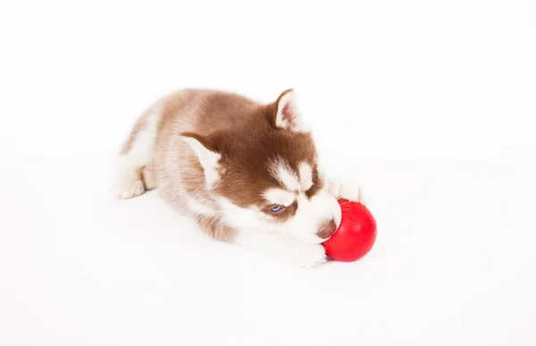 Siberian Husky Grając Piłkę Studio Białym Tle — Zdjęcie stockowe