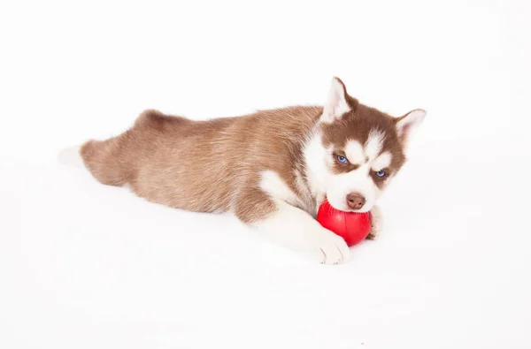 Siberian Husky Grając Piłkę Studio Białym Tle — Zdjęcie stockowe