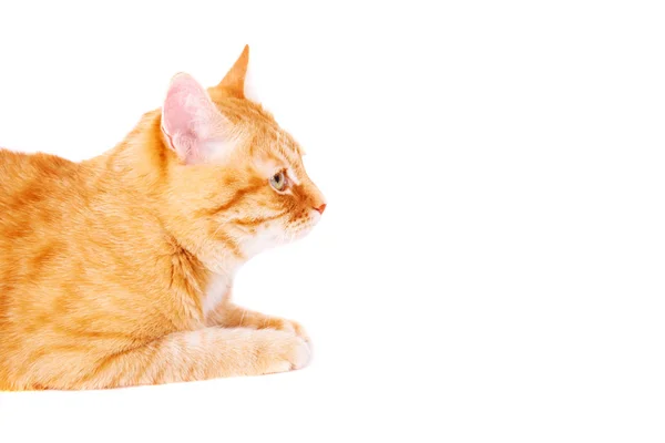 Roztomilý Zázvor Kočka Ležící Podlaze Studiové Fotografie Izolované Bílém Pozadí — Stock fotografie