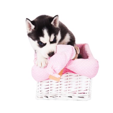 Bir sepet beyaz bir arka plan üzerinde izole stüdyoda oturan bir Sibirya husky yavrusu.