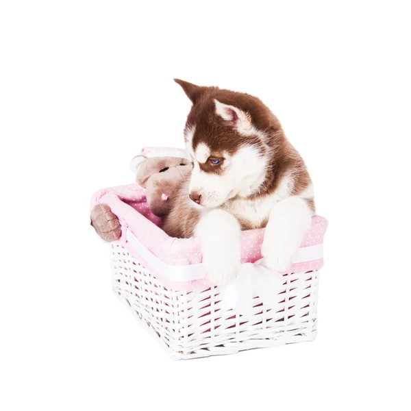 Puppy Siberian Husky Sitting Basket Studio Isolated White Background — Stock Photo, Image
