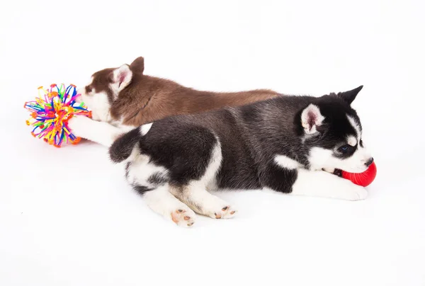 Dos Cachorros Husky Siberianos Jugando Con Juguetes Estudio Sobre Fondo — Foto de Stock