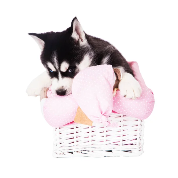 Chiot Husky Sibérien Assis Dans Panier Studio Isolé Sur Fond — Photo