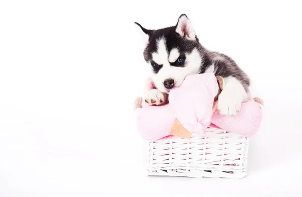Cachorro Husky Siberiano Sentado Una Canasta Estudio Sobre Fondo Blanco — Foto de Stock