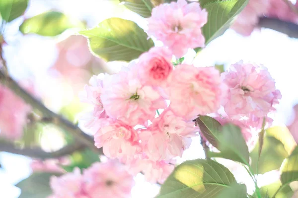 樱桃花过模糊的自然背景 春天的花朵 春季背景 — 图库照片