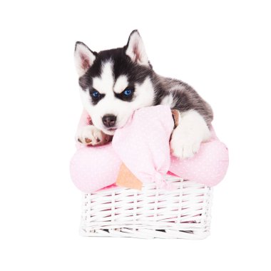 Bir sepet beyaz bir arka plan üzerinde izole stüdyoda oturan bir Sibirya husky yavrusu.