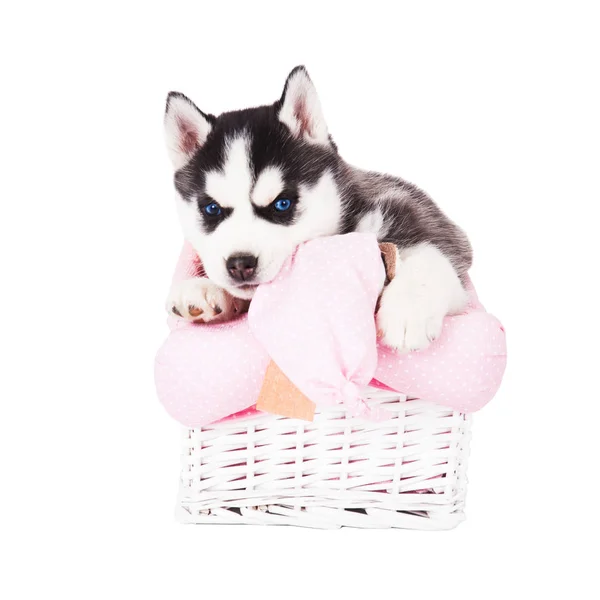 Puppy Siberian Husky Sitting Basket Studio Isolated White Background — Stock Photo, Image