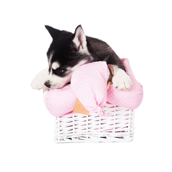 Cachorro Husky Siberiano Sentado Una Canasta Estudio Aislado Sobre Fondo — Foto de Stock