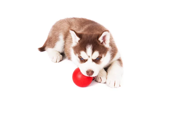 Siberiano Husky Jugando Con Una Pelota Estudio Sobre Fondo Blanco — Foto de Stock