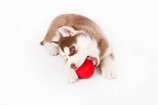 Siberian Husky Grając Piłkę Studio Białym Tle — Zdjęcie stockowe