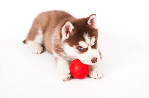 Siberiano Husky Jugando Con Una Pelota Estudio Sobre Fondo Blanco — Foto de Stock