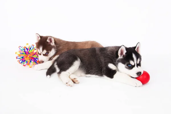 两个西伯利亚哈士奇犬小狗玩的球 在白色背景上的工作室 — 图库照片