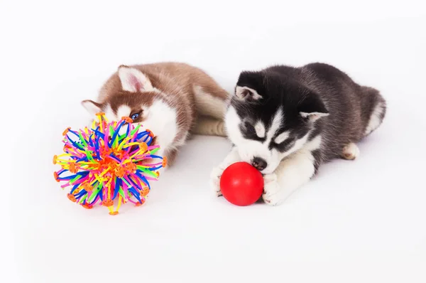 Dos Cachorros Husky Siberianos Jugando Con Bolas Estudio Sobre Fondo — Foto de Stock