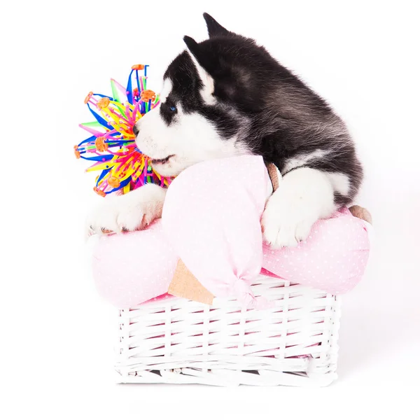 Cachorro Husky Siberiano Sentado Una Canasta Estudio Sobre Fondo Blanco — Foto de Stock