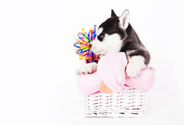 Puppy Siberian Husky Sitting Basket Studio White Background — Stock Photo, Image