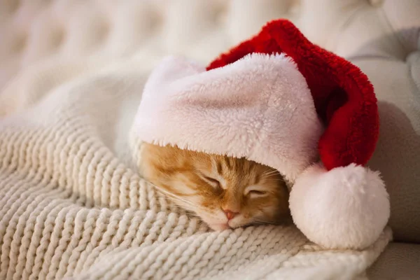 Carino Gatto Rosso Che Dorme Nel Cappello Babbo Natale — Foto Stock