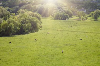 Yaz çayır güneşli bir günde, Güneş ışınları ile üstten görünüm.