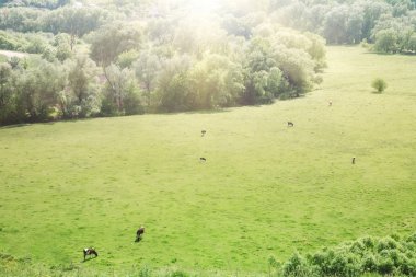 Yaz çayır güneşli bir günde, Güneş ışınları ile üstten görünüm.