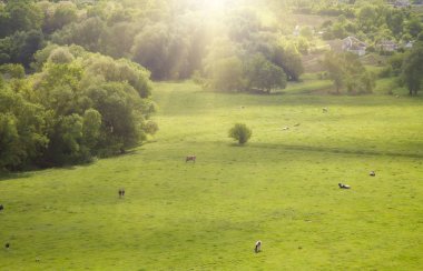 Yaz çayır güneşli bir günde, Güneş ışınları ile üstten görünüm.